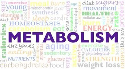 Everything you need to know about metabolism.....